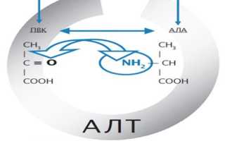 АЛТ в анализе крови