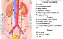 Схема расположения внутренних органов человека в организме