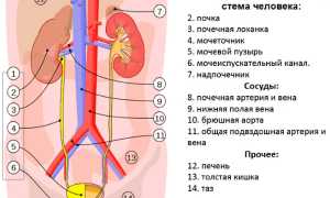 Схема расположения внутренних органов человека в организме